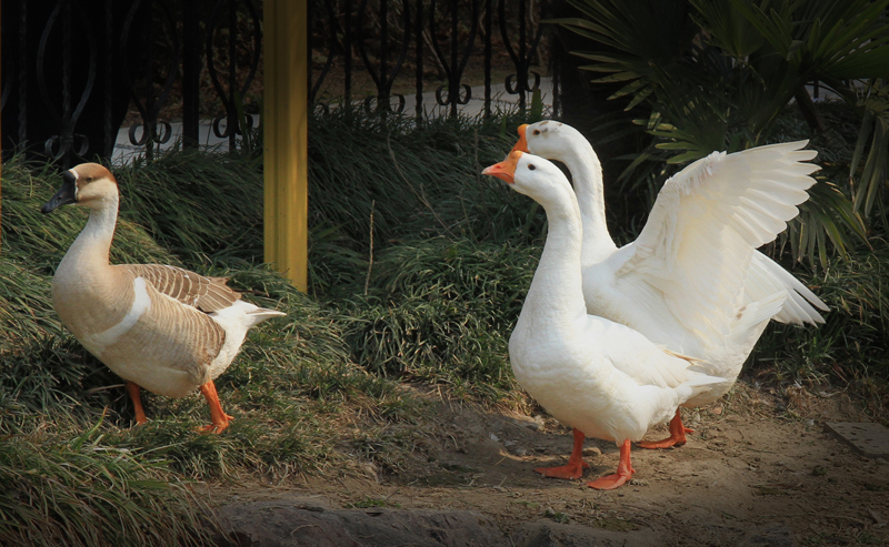 一样的情人节不一样的你 (5).jpg