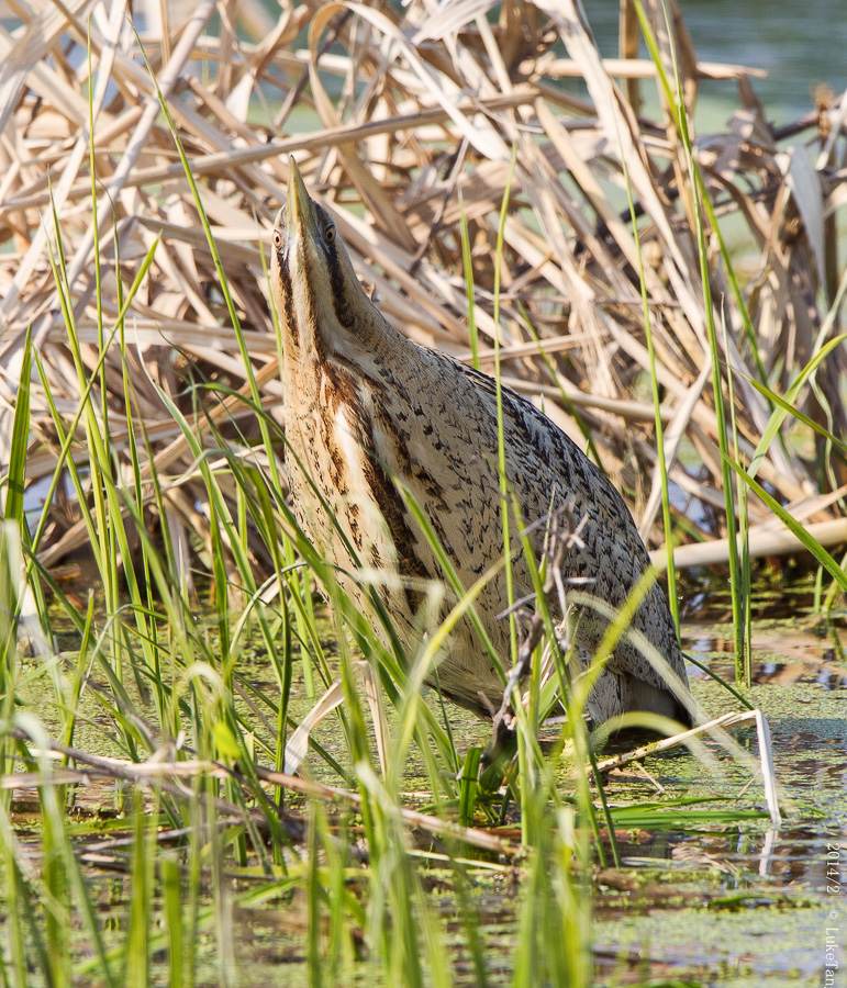 大麻鳽 Great Bittern-2.jpg