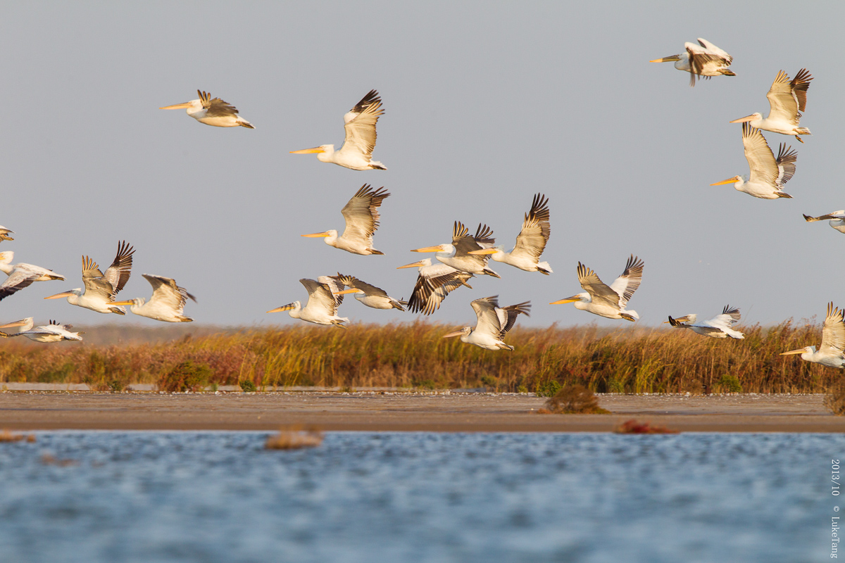 卷羽鹈鹕 Dalmatian Pelican-2.jpg