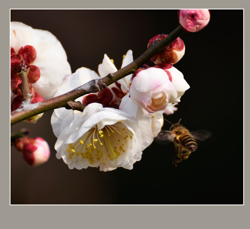 啬园摄梅 (1).jpg