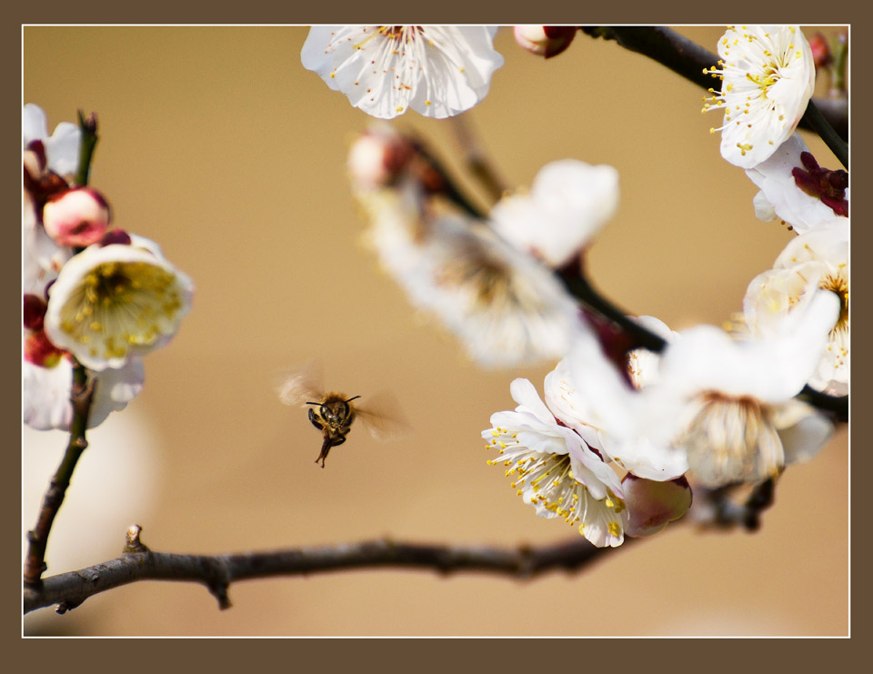 啬园摄梅 (3).jpg