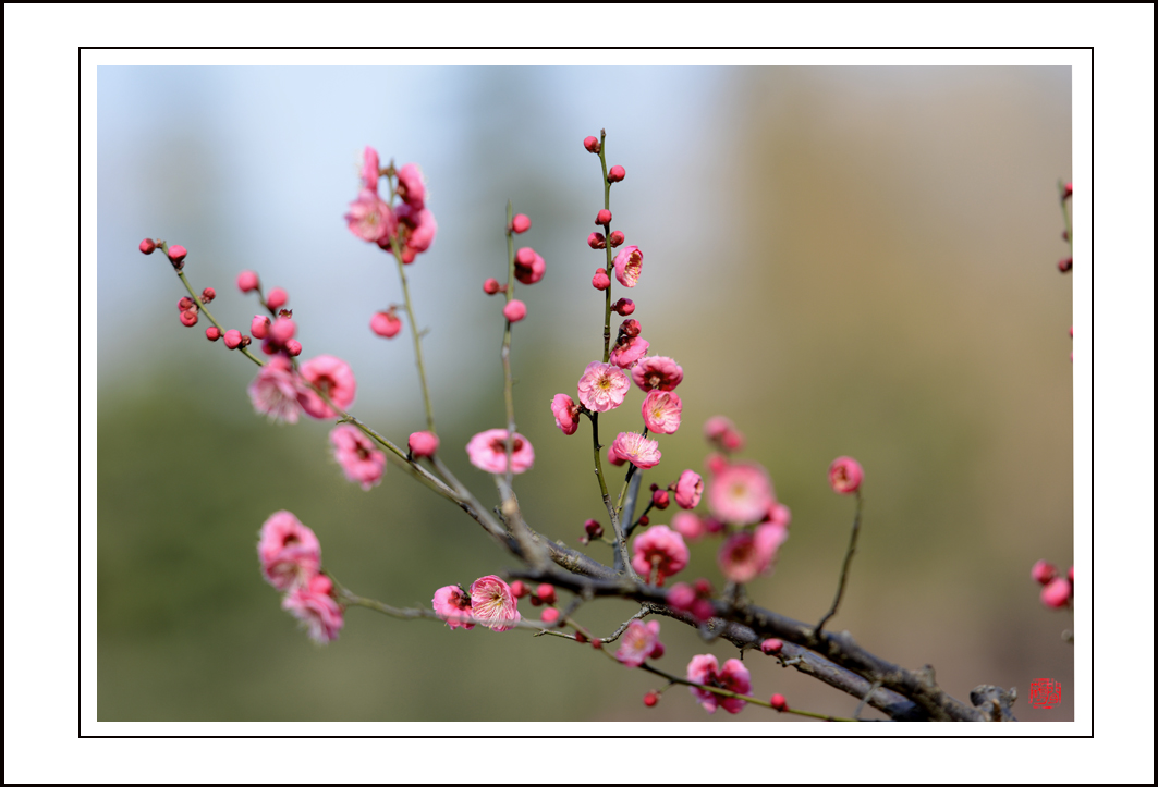梅花15.jpg