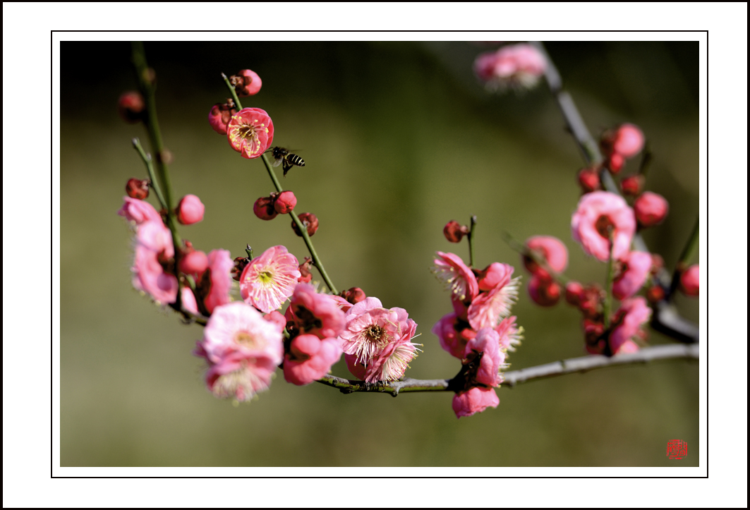 梅花5.jpg