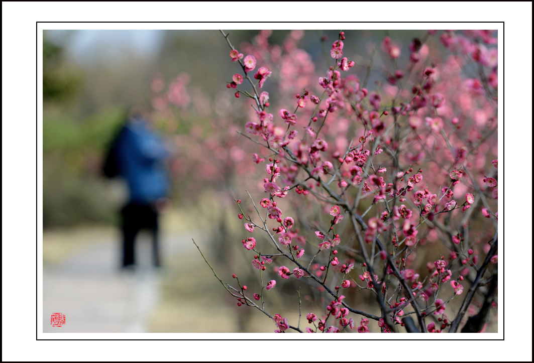 梅花10.jpg