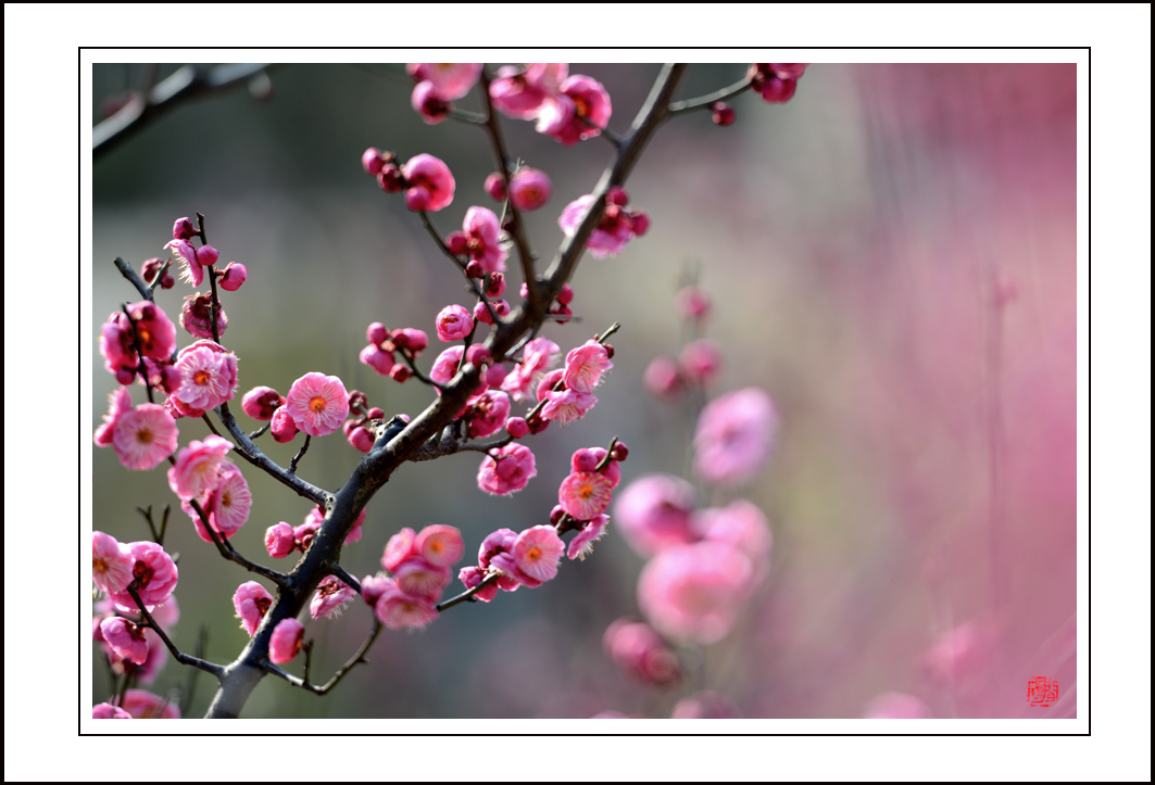 梅花11.jpg