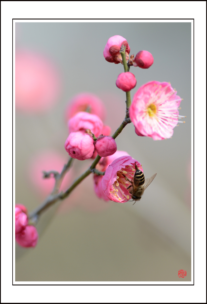 梅花13.jpg