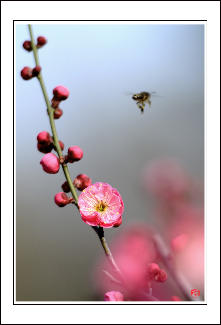 梅花14.jpg