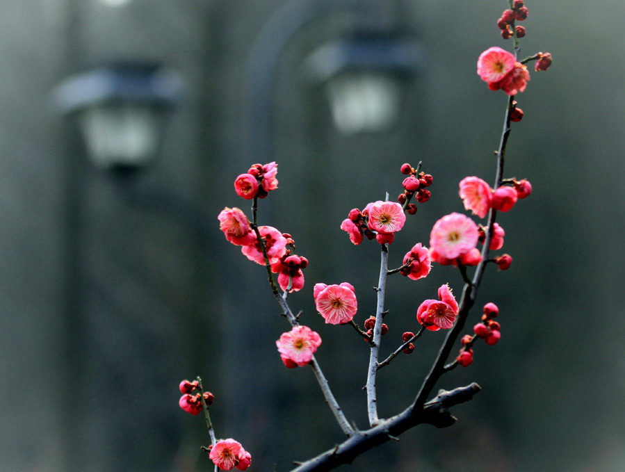 醉在花间 (1).jpg