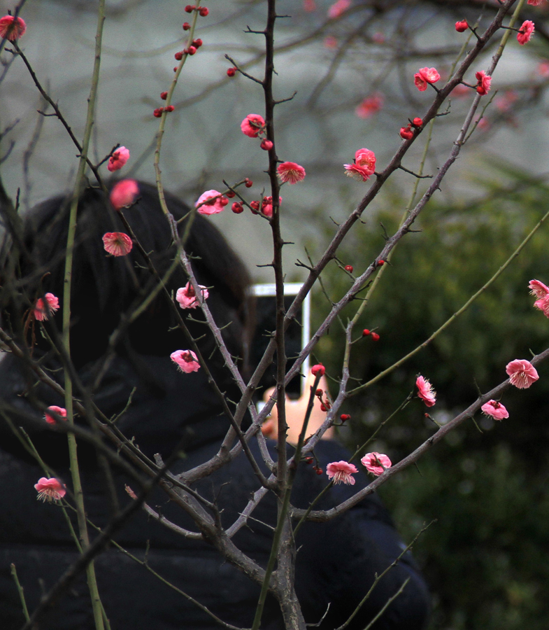 醉在花间 (2).jpg