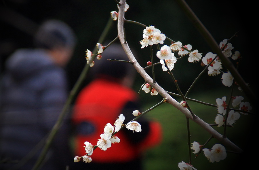 醉在花间 (3).jpg
