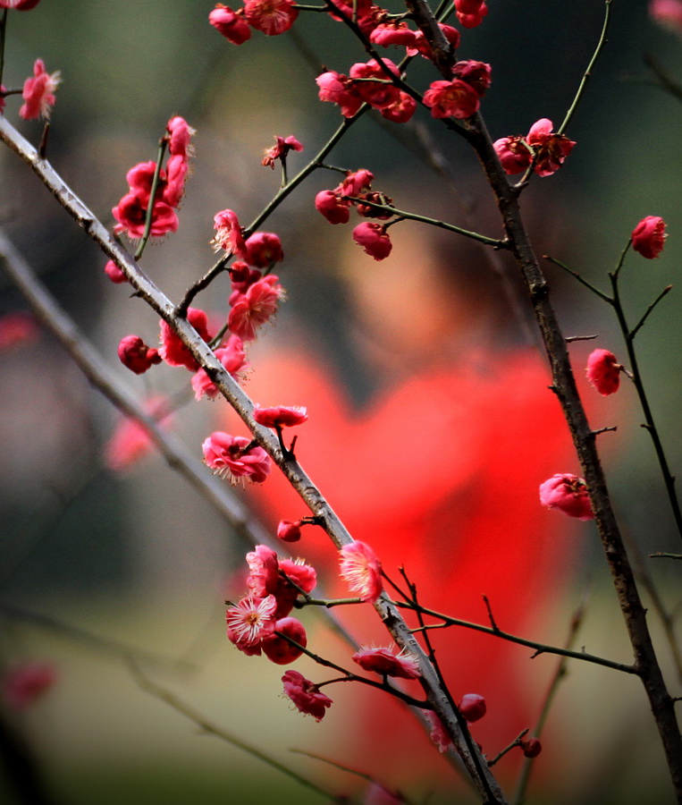 醉在花间 (7).jpg