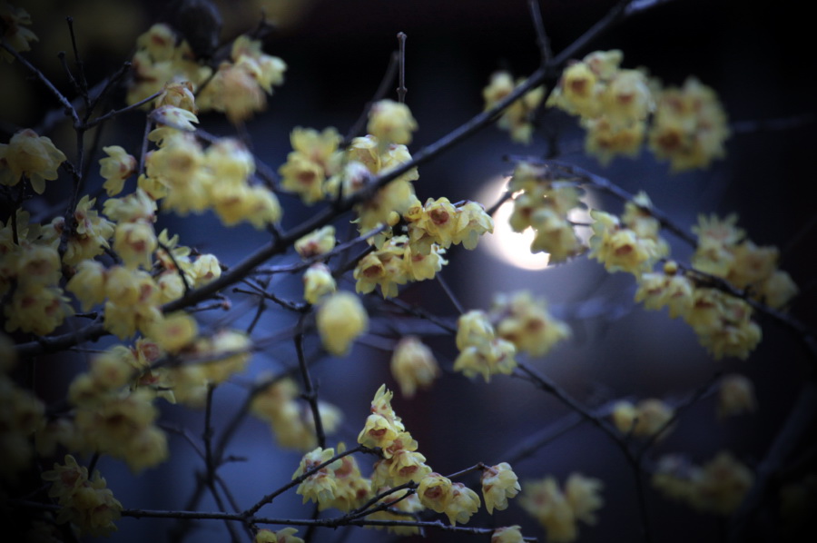 醉在花间 (11).jpg