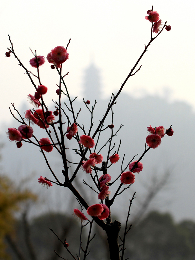 醉在花间 (16).jpg