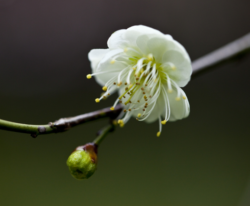 啬园梅花_0101.jpg