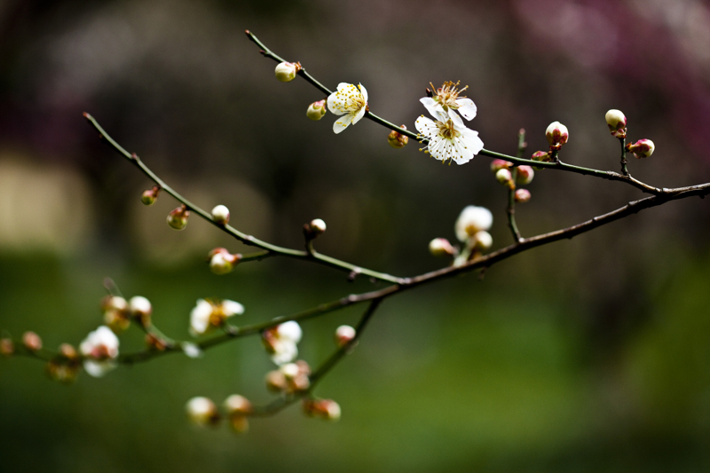 啬园梅花_0097.jpg