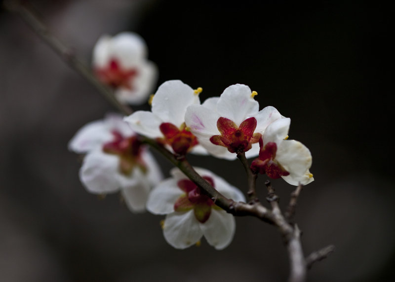 啬园梅花_0117.jpg