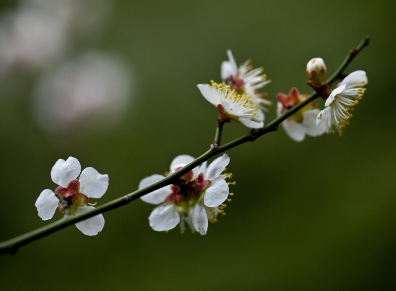 啬园梅花_0099.jpg