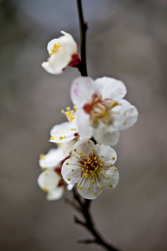啬园梅花_0116.jpg