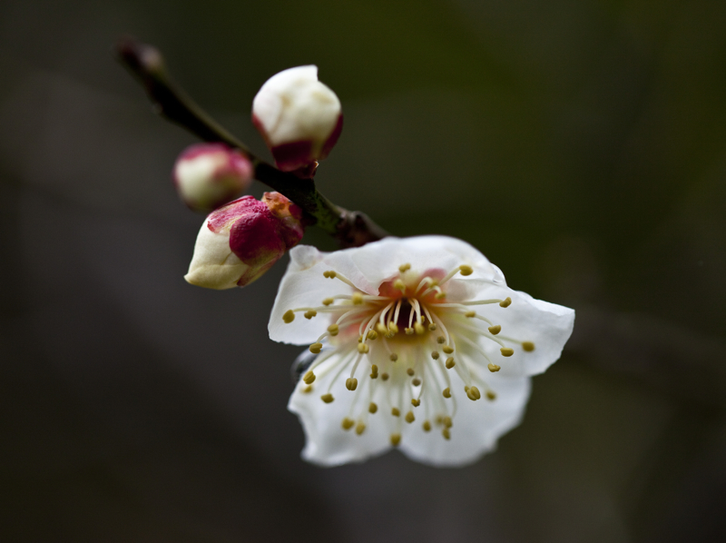 啬园梅花_0112.jpg