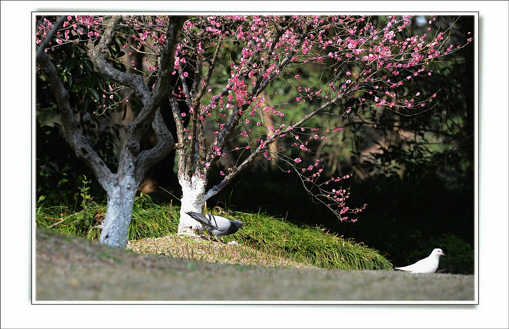 鸽梅2.jpg