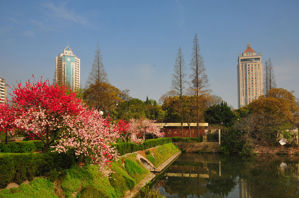 濠河之滨桃盛开 风光绝美醉游人 (1).jpg