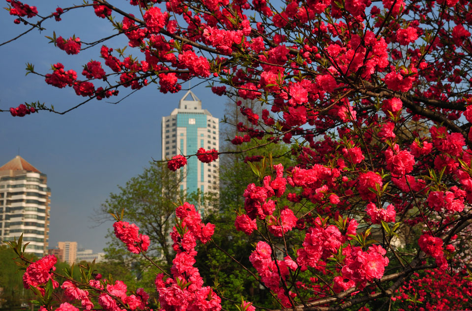 濠河之滨桃盛开 风光绝美醉游人(8).jpg