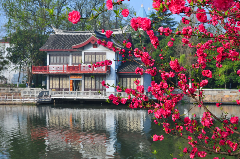 濠河之滨桃盛开 风光绝美醉游人 (3).jpg