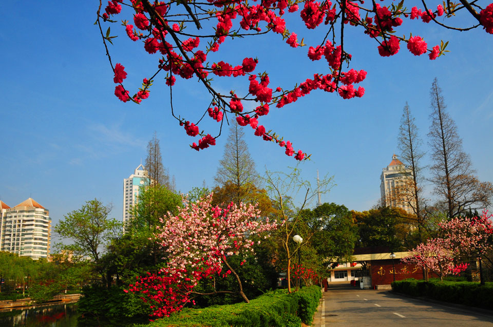 濠河之滨桃盛开 风光绝美醉游人 (7).jpg