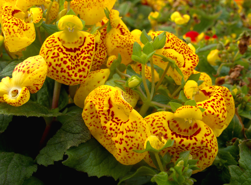 IMG_1725 (10)_看图王副本.jpg