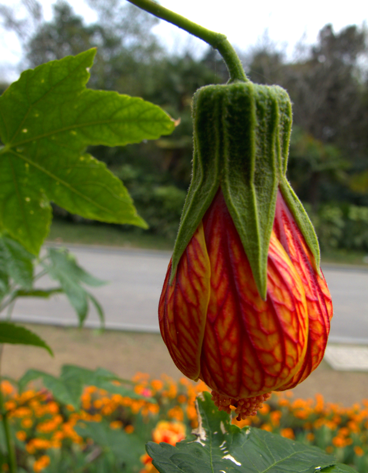 IMG_1737 (22)_看图王副本.jpg