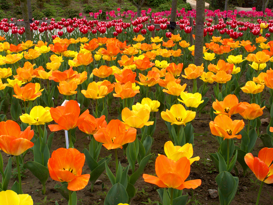 IMG_1757 (39)_看图王副本.jpg