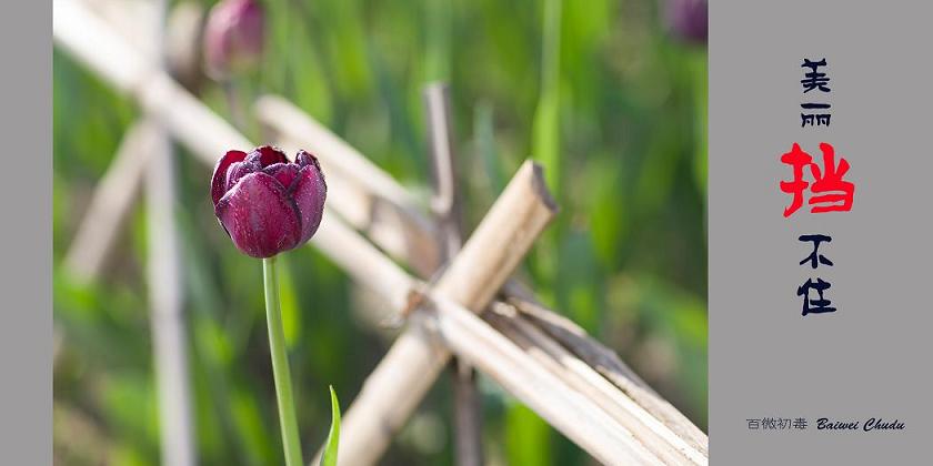 扎个篱笆也挡不住美丽之二