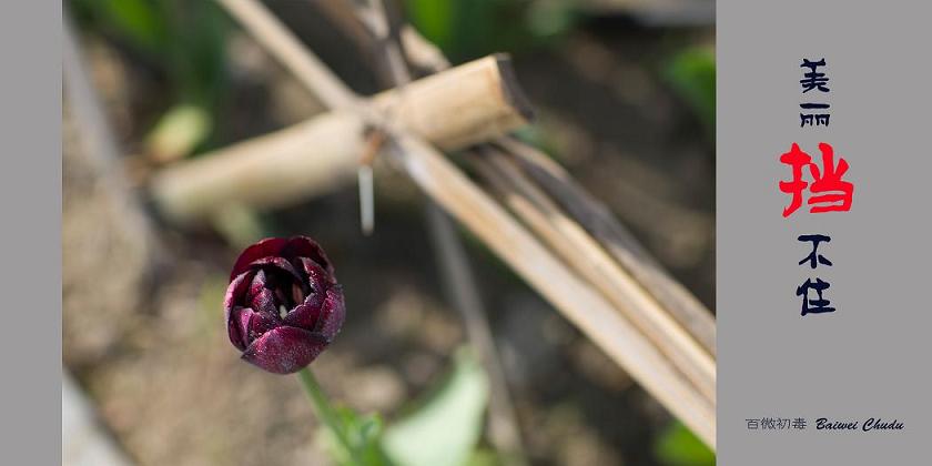 扎个篱笆也挡不住美丽之一