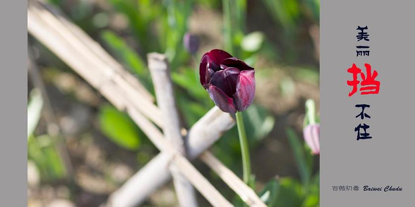 扎个篱笆也挡不住美丽之四