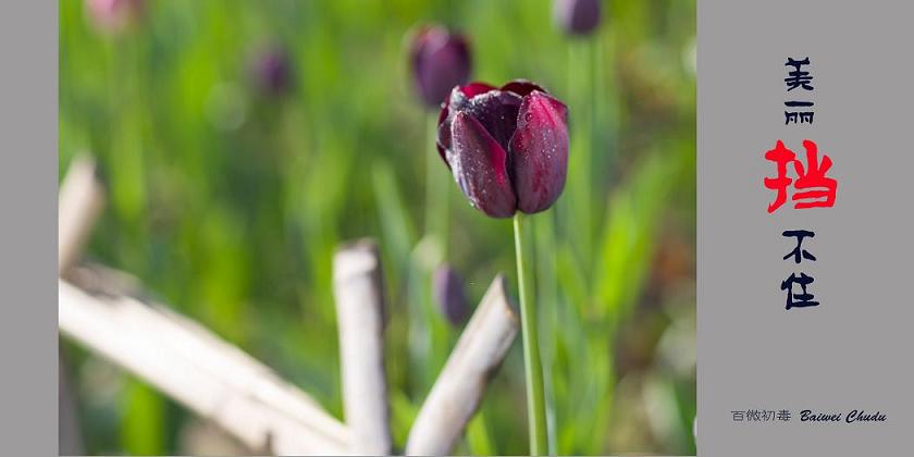 扎个篱笆也挡不住美丽之三