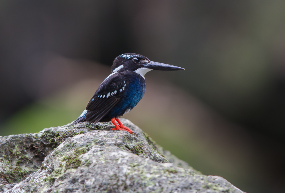 银翠鸟 Northern Silvery-Kingfisher-2-1000.jpg