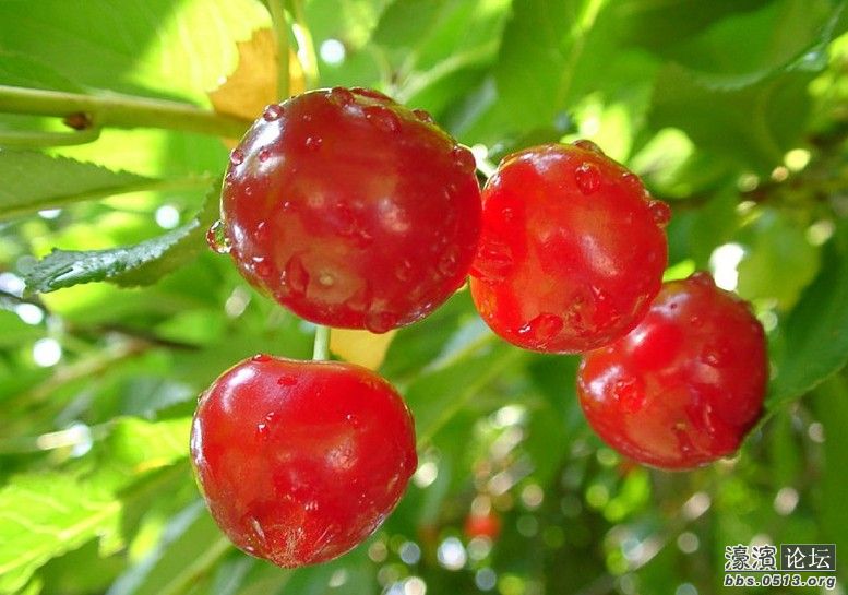 猴鹰谷采摘1 (5).jpg