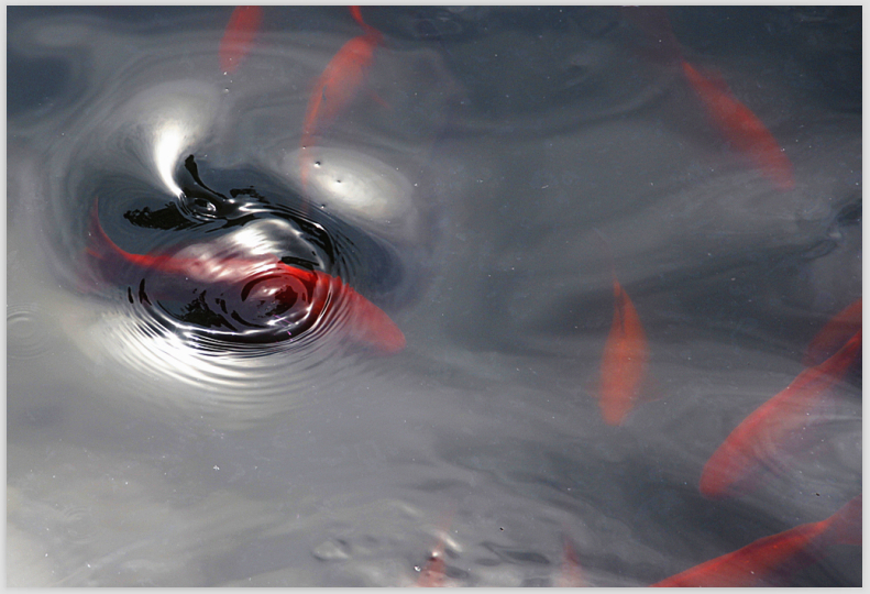 鱼乐圈（摄自啬园）