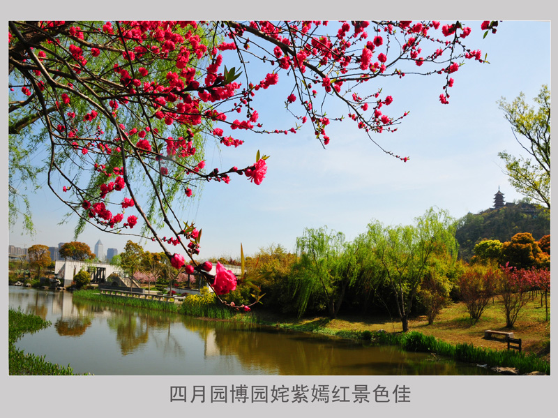 四月园博园内姹紫嫣红景色佳 (8).jpg
