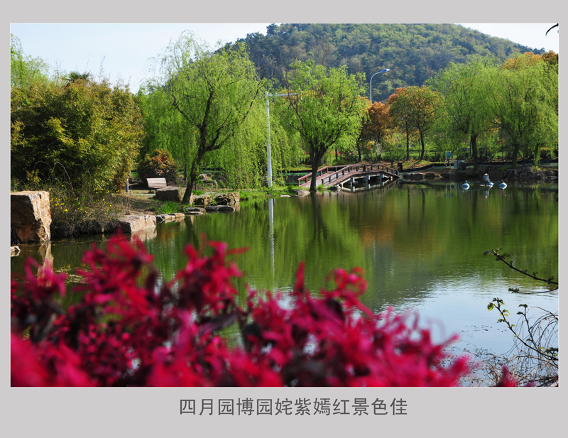 四月园博园内姹紫嫣红景色佳  [9].jpg