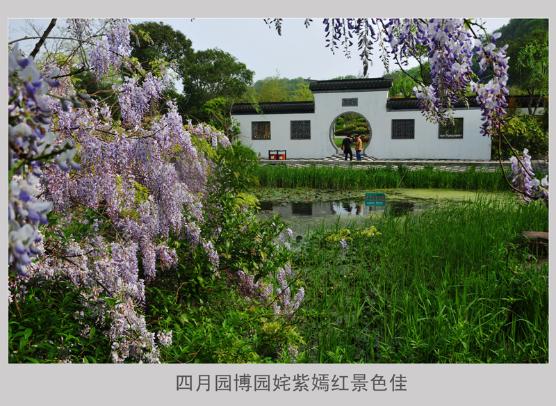 四月园博园内姹紫嫣红景色佳 (3).jpg