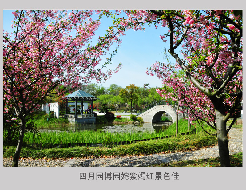 四月园博园内姹紫嫣红景色佳 (4).jpg