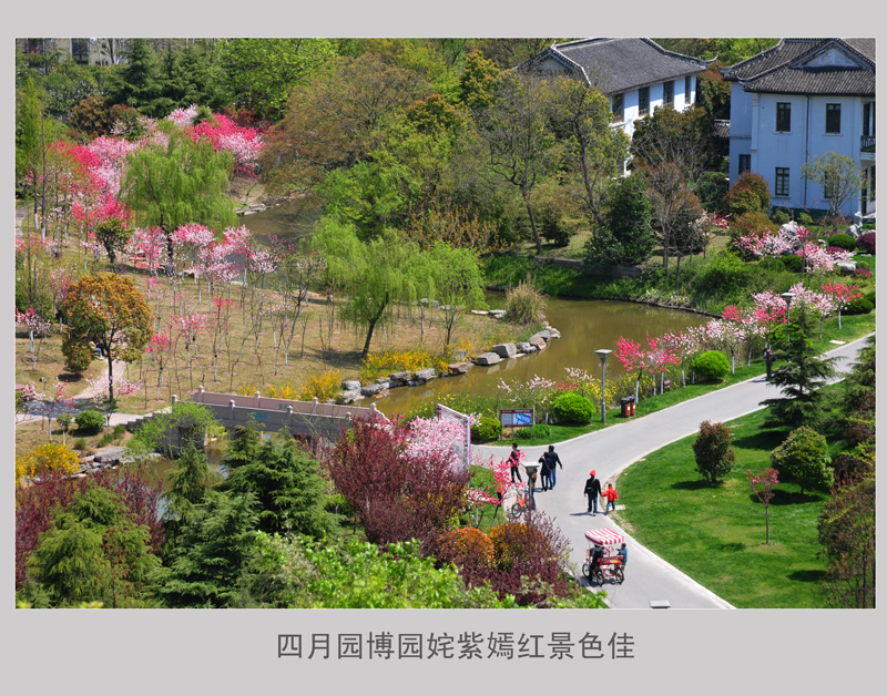 四月园博园内姹紫嫣红景色佳 (6).jpg