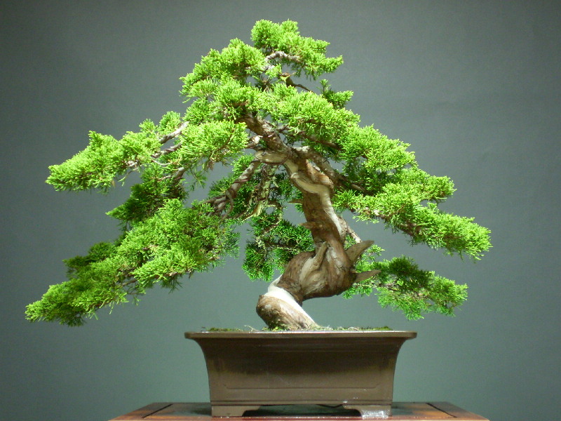 室内放什么花好