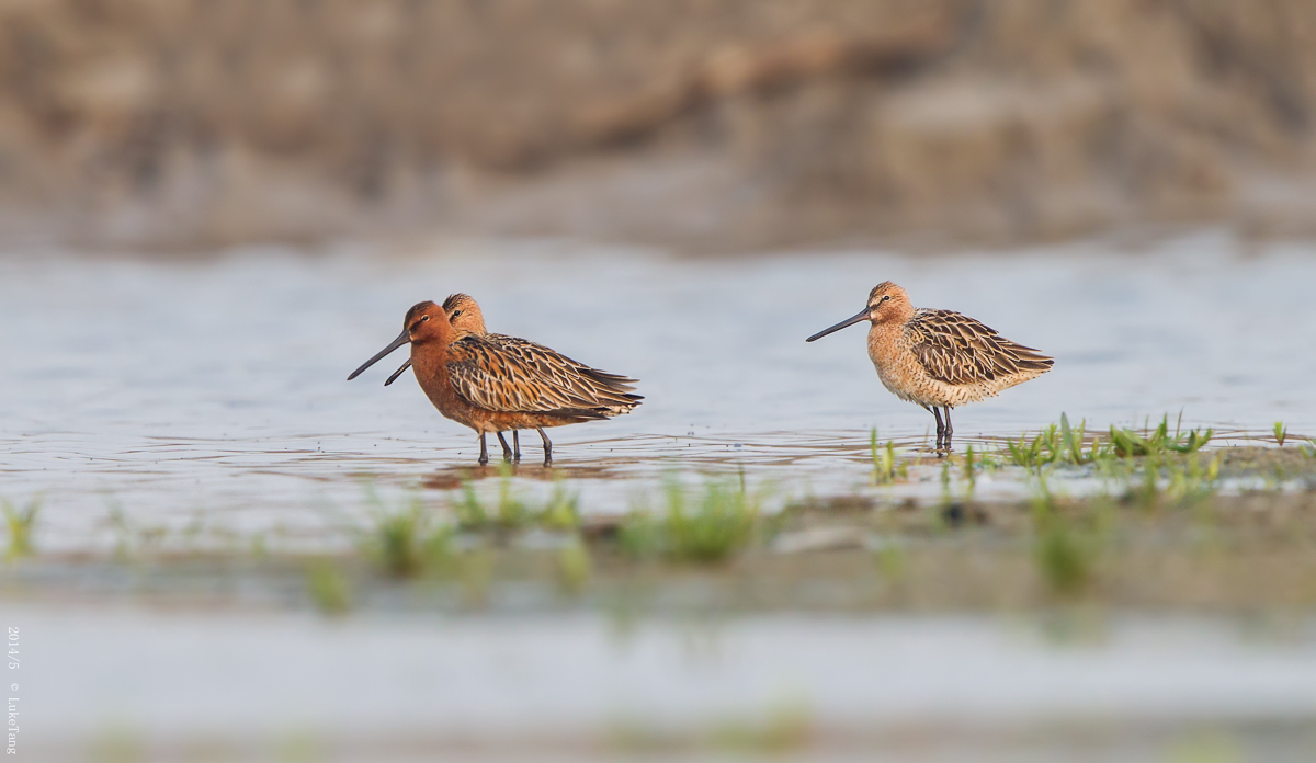 半蹼鹬 Asian Dowitcher 2014-5.jpg