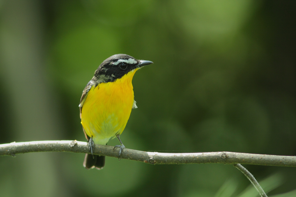 白眉姬鶲（雄）