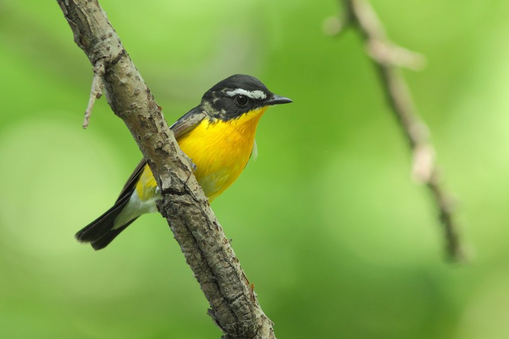 白眉姬鶲（雄）