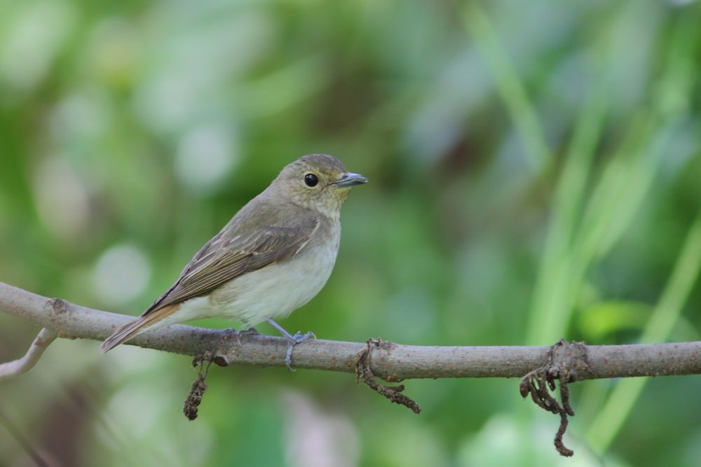 黄眉姬鹟（雌）