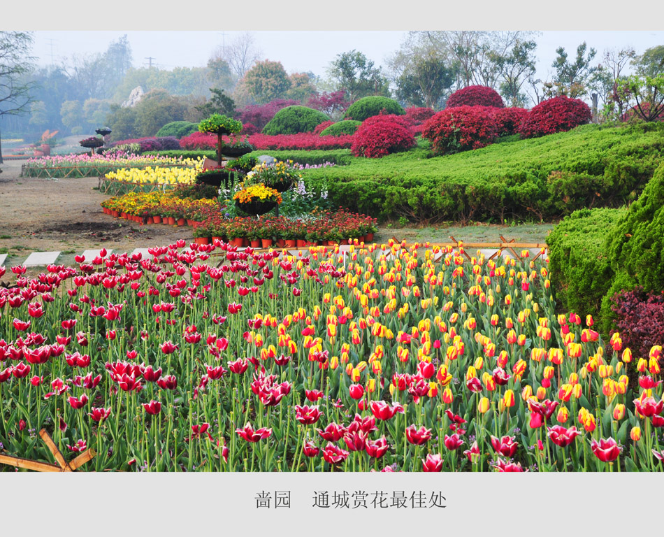 通城赏花最佳处 (3).jpg