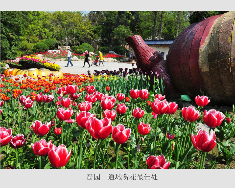 通城赏花最佳处 (4).jpg